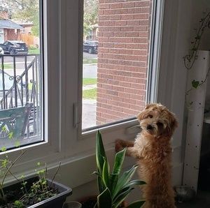 Meet your Posher, Samuel